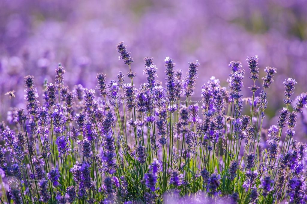 Best Essential Oils for Stress Relief and Anxiety (2) Best Essential Oils for Stress Relief and Anxiety