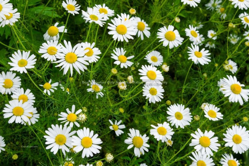 Best Essential Oils for Stress Relief and Anxiety (4) Best Essential Oils for Stress Relief and Anxiety