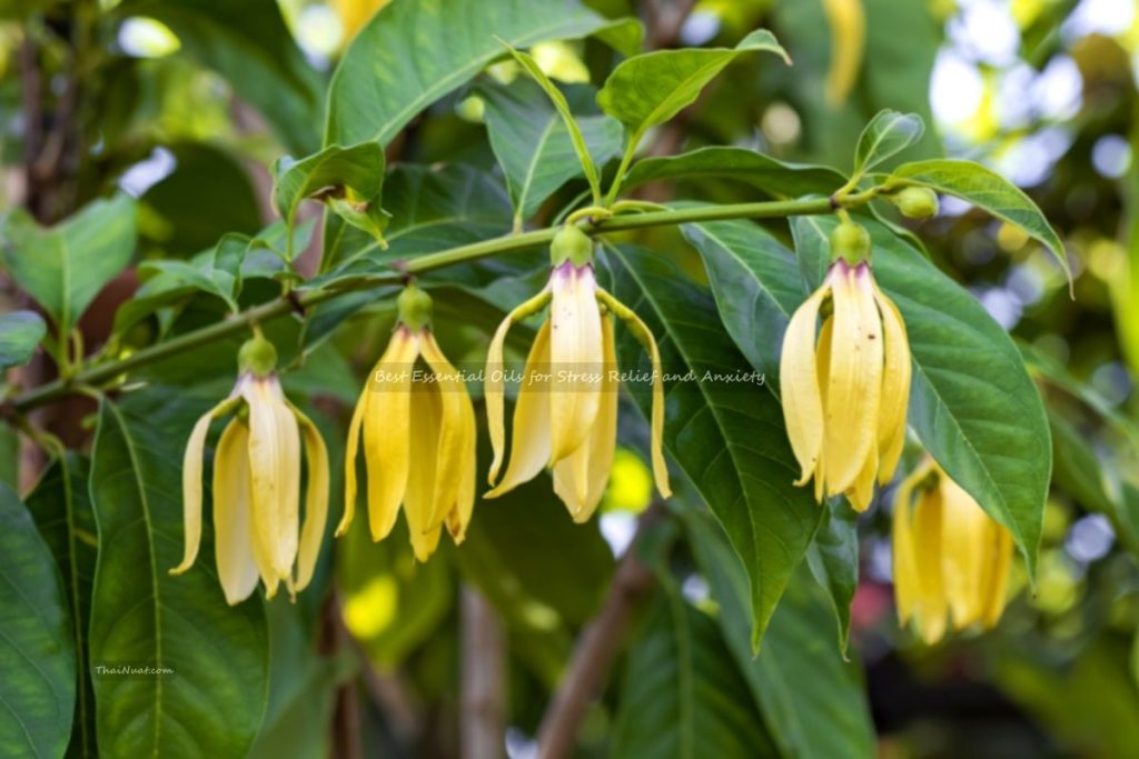 Best Essential Oils for Stress Relief and Anxiety (5) Best Essential Oils for Stress Relief and Anxiety