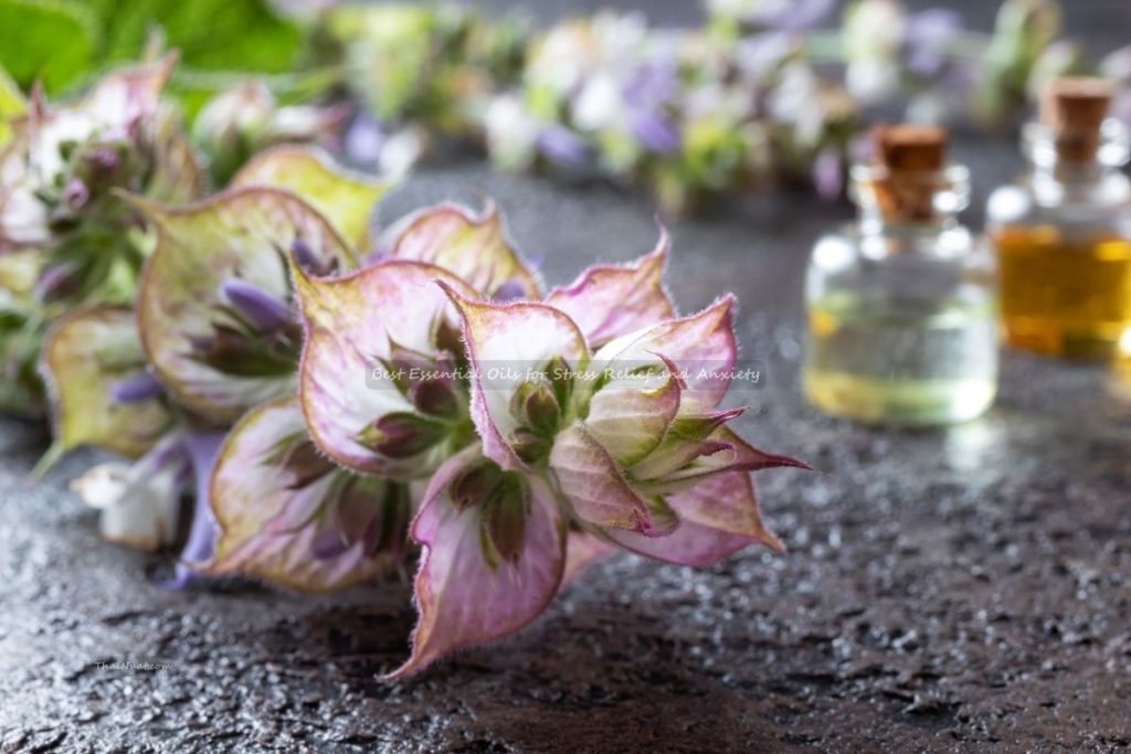 Best Essential Oils for Stress Relief and Anxiety (6) Best Essential Oils for Stress Relief and Anxiety