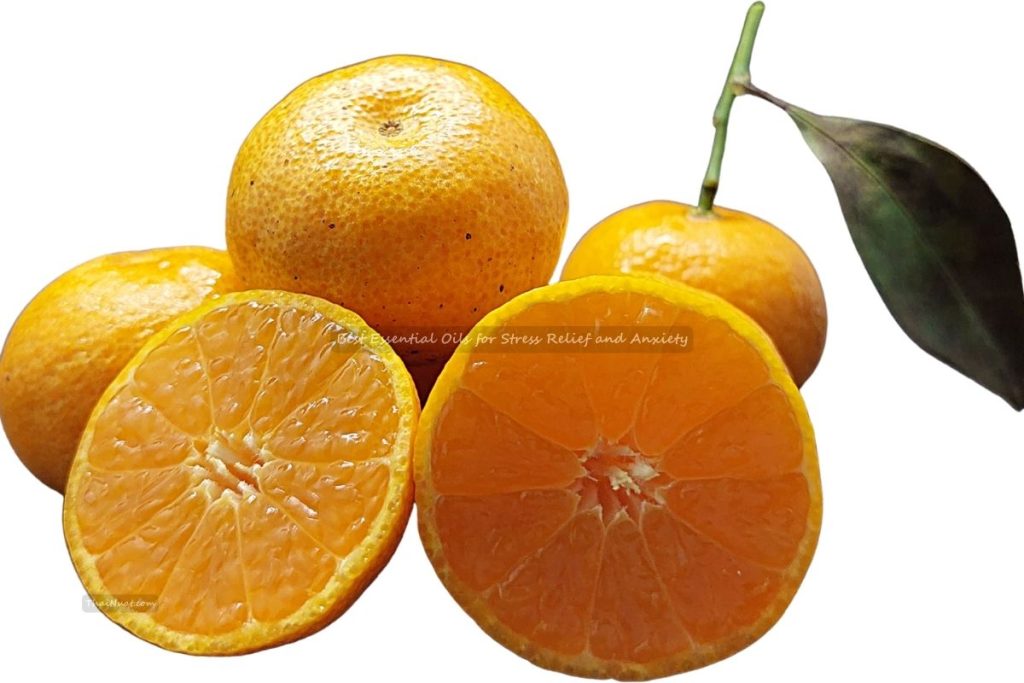 Best Essential Oils for Stress Relief and Anxiety (8) Best Essential Oils for Stress Relief and Anxiety