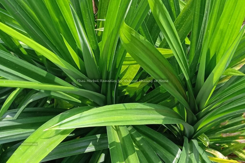 Thai Herbal Remedies for Natural Healing at Home (11) Thai Herbal Remedies for Natural Healing at Home