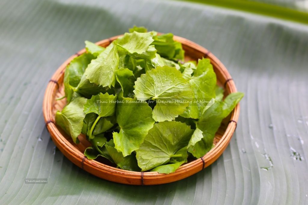 Thai Herbal Remedies for Natural Healing at Home (8) Thai Herbal Remedies for Natural Healing at Home